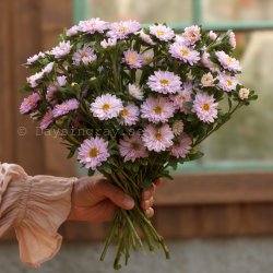 Aster Callistephus chinensis Confetti