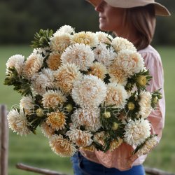Aster Callistephus chinensis Syringa Champagne