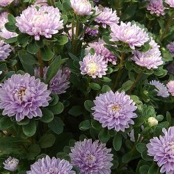 Aster Callistephus chinensis Trobador Lavender