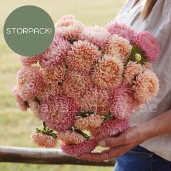 Aster Callistephus chinensis Lady Coral Salmon sommaraster