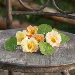 Dvärgkrasse Tropaeolum minus Tip Top Pink Blush