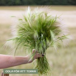 Ekorrkorn Hordeum jubatum
