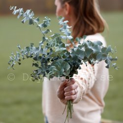 Eucalyptus Pulverulenta Baby Blue Spiral