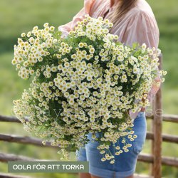 Mattram Tanacetum parthenium Orinoco