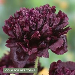 Pionvallmo Papaver somniferum Black Peony