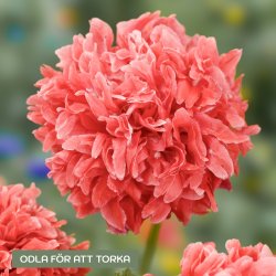 Pionvallmo Papaver somniferum Frosted Salmon Peony