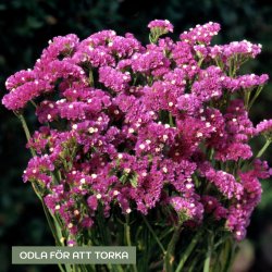 Risp - Limonium sinuatum Forever Rose