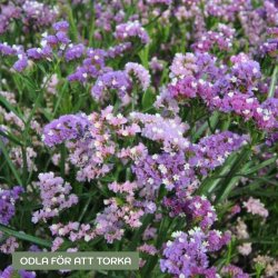 Risp - Limonium sinuatum qis soft pastel shades