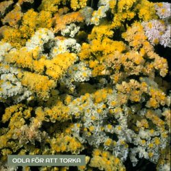 Röllika - Limonium Sinuatum Forever Moonlight