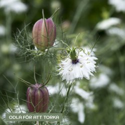 Jungfrun i det gröna - Nigella damascena Albion black pod