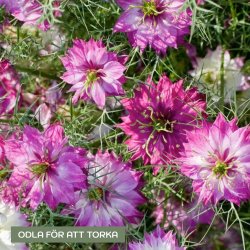 Jungfrun i det gröna Nigella damascena Miss Jekyll Rose