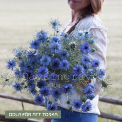Jungfrun i det gröna - Nigella damascena "Miss Jekyll Skyblue"