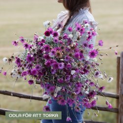 Pappersblomster Xeranthemum annuum mix eterneller