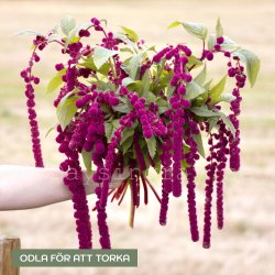 Amarant - Amaranthus Caudatus Pony Tails