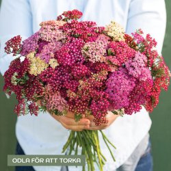 Röllika - Achillea millefolium Flowerburst red shades mix
