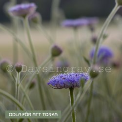 Blåparasoll - Trachymene coerulea Lacy lavender blue