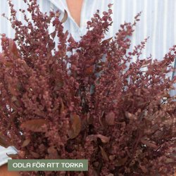 Trädgårdsmålla Atriplex hortensis Red Plume