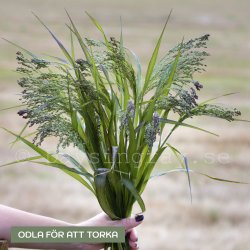 Hirs - Panicum violaceum