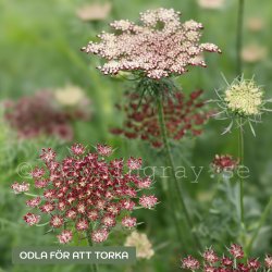 Blomstermorot - Daucus Carota Dara
