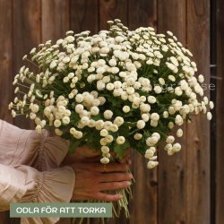 Mattram Tanacetum parthenium Baya