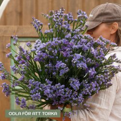 Risp Limonium Sinuatum Qis Pale Blue