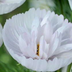 Rosenskära - Cosmos Bipinnatus Cupcakes Blush