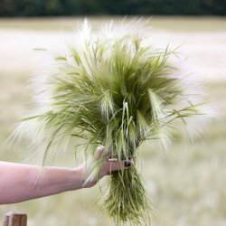 Ekorrkorn - Hordeum jubatum