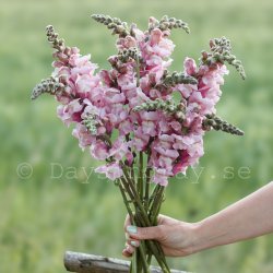 Lejongap Antirrhinum majus Cannes Lavender II-III