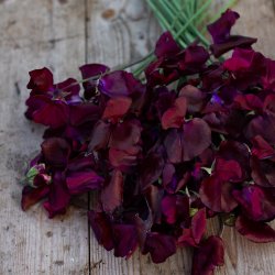 Luktärt Lathyrus odoratus spring sunshine burgundy