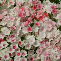 Phlox - Drummondi Blushing Bride