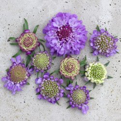 Praktvädd - Scabiosa Atropurpurea Oxford Blue
