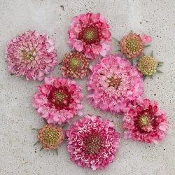 Praktvädd - Scabiosa Atropurpurea Salmon Queen