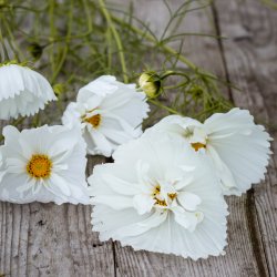 Rosenskära - Cosmos Bipinnatus Cupcakes White