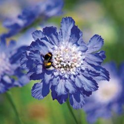 Höstvädd - Scabiosa Caucasica Fama Deep Blue