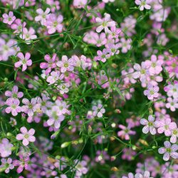 Sommarslöja - Gypsophila elegans rosea