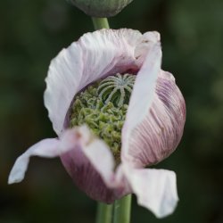 Vallmo - Papaver Somniferum ”Hen and Chickens