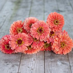 Zinnia - Elegans Florist Salmon Rose F1