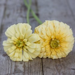 Zinnia - Elegans Dahlia Flowered Isabellina