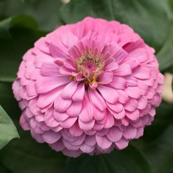Zinnia Benary's Giant Bright Pink