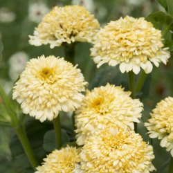 Zinnia elegans cresto cream