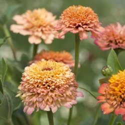 Zinnia Elegans Cresto ”Peachy Pink