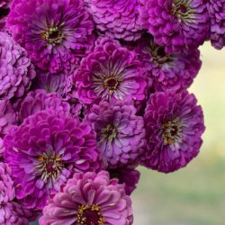 Zinnia elegans Benary´s Giant Lilac