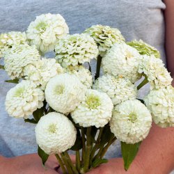 Zinnia - Oklahoma White