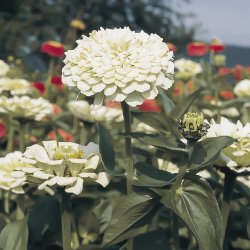 Zinnia - elegans Polar Bear