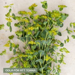 Harört Bupleurum Rotundifolium green gold