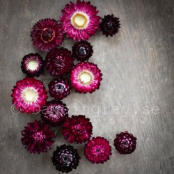 Jätteeternell Bracteantha bracteata Purple Red