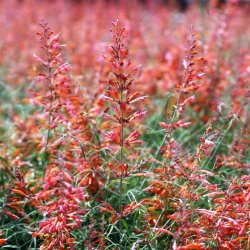 Kolibrimynta Agastache rupestris Apache Sunset