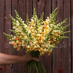Lejongap Antirrhinum majus Avignon Apricot II