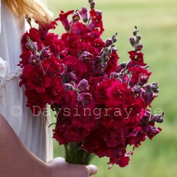 Lejongap Antirrhinum Majus Madame Butterfly Red