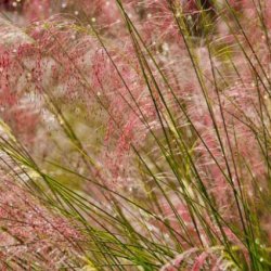 Rosa muhlygräs - Muhlenbergia capillaris hort. "Ruby"